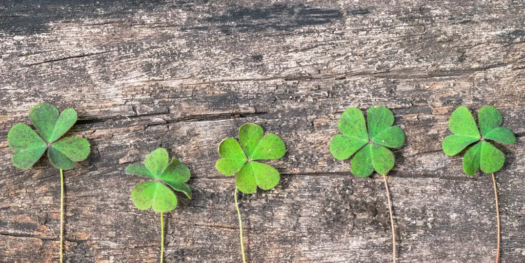Five clovers lay against a wooden background.