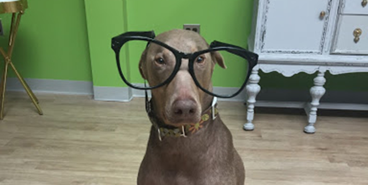 Kim Bode's dog, Parker, wears oversized glasses inside fo the 8THIRTYFOUR office.